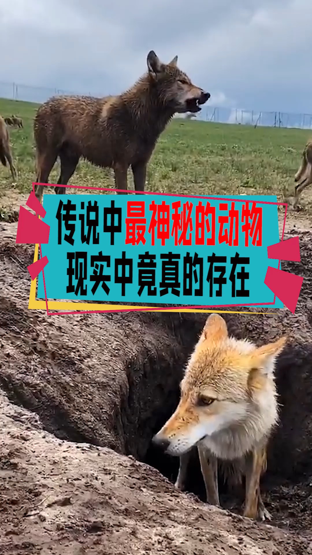 奇闻趣事抢先看#传说中最神秘的动物,现实中竟真的存在?你见过吗