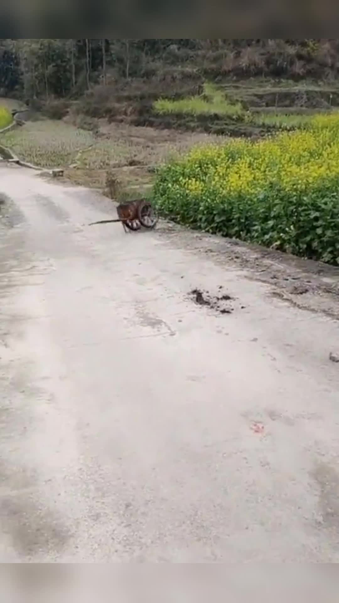 我要上熱門#摩托車拉著手推車上坡,不料繩子一斷,手推車倒退翻車!