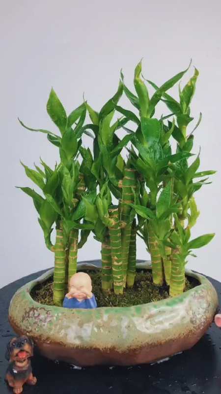 观音竹也叫荷花竹四季常青造型美观寓意节节高升花卉绿植