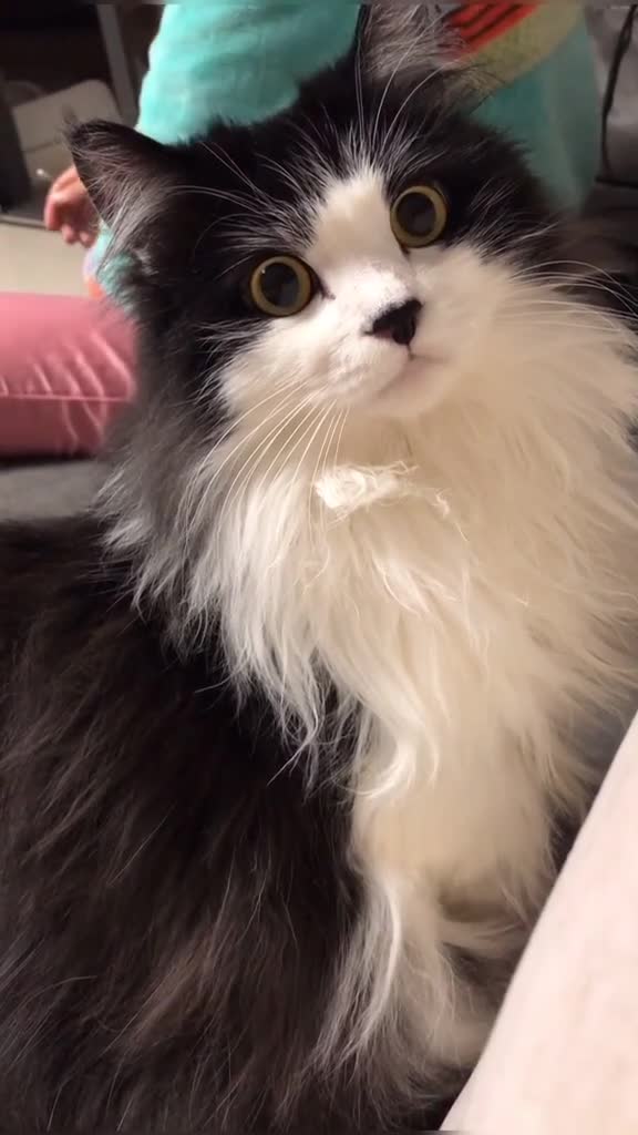 像我这种猫在广东叫靓仔来吧展示长毛奶牛猫我怎么这么爱秀长毛猫