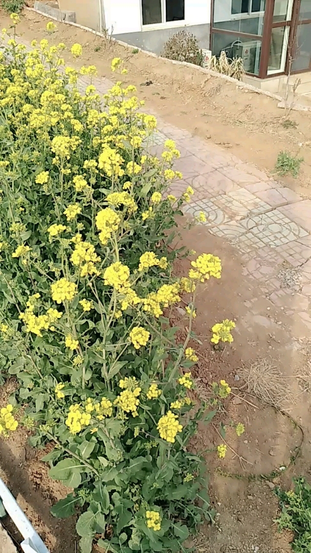 双泉镇油菜花图片