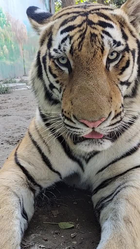 东北虎大呆呆得哄,必须夸它,要不然吃醋啦,戏精虎本虎上线了!