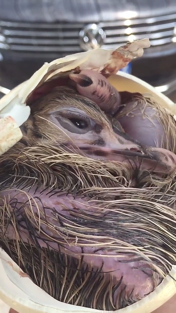 破壳而出的鸵鸟宝宝,还需人工助产.