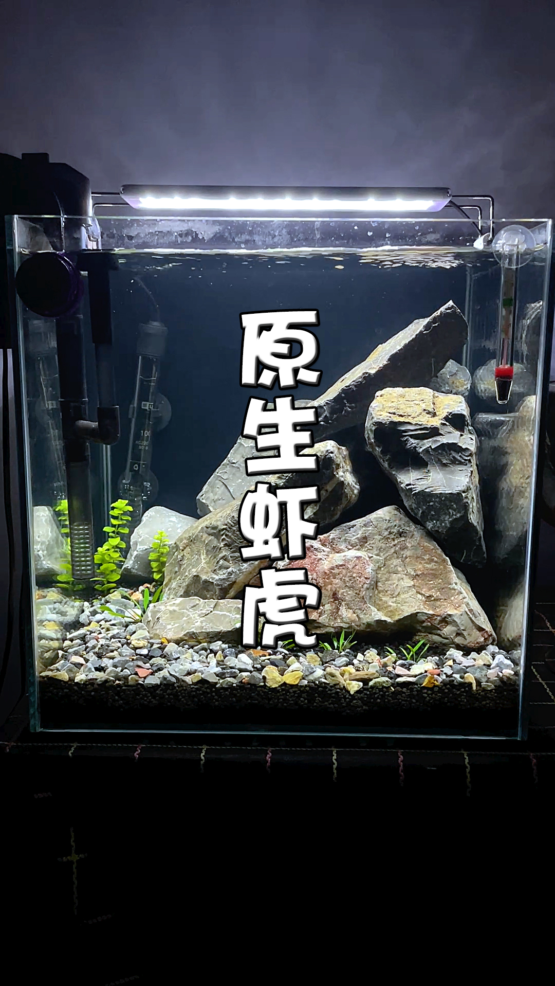 鱼缸造景随意捡几块石头就能做一个原生虾虎石头缸你也可以拥有