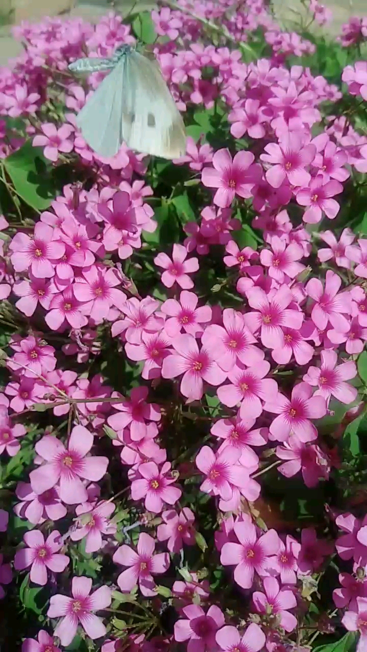 一朵朵美丽的花儿,都在金色的阳光中点头含笑,好像在欢迎你.