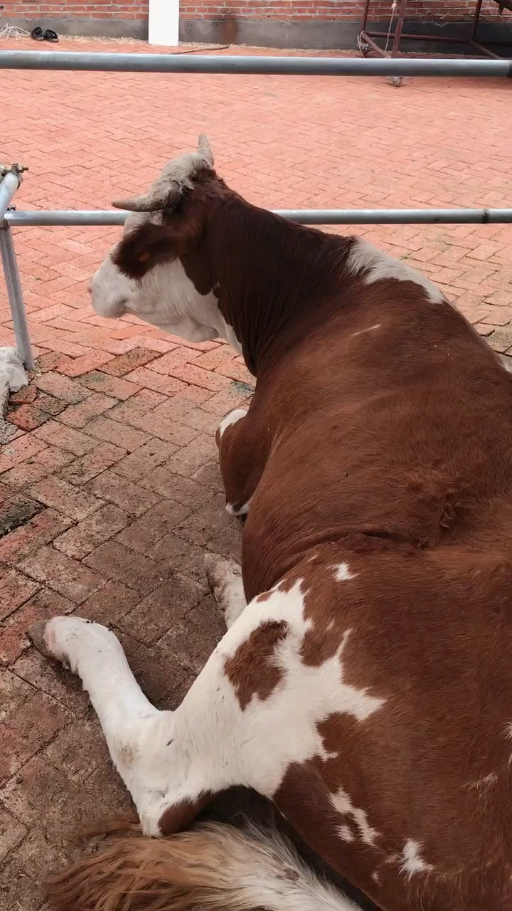 紫红花净脸保揣母牛