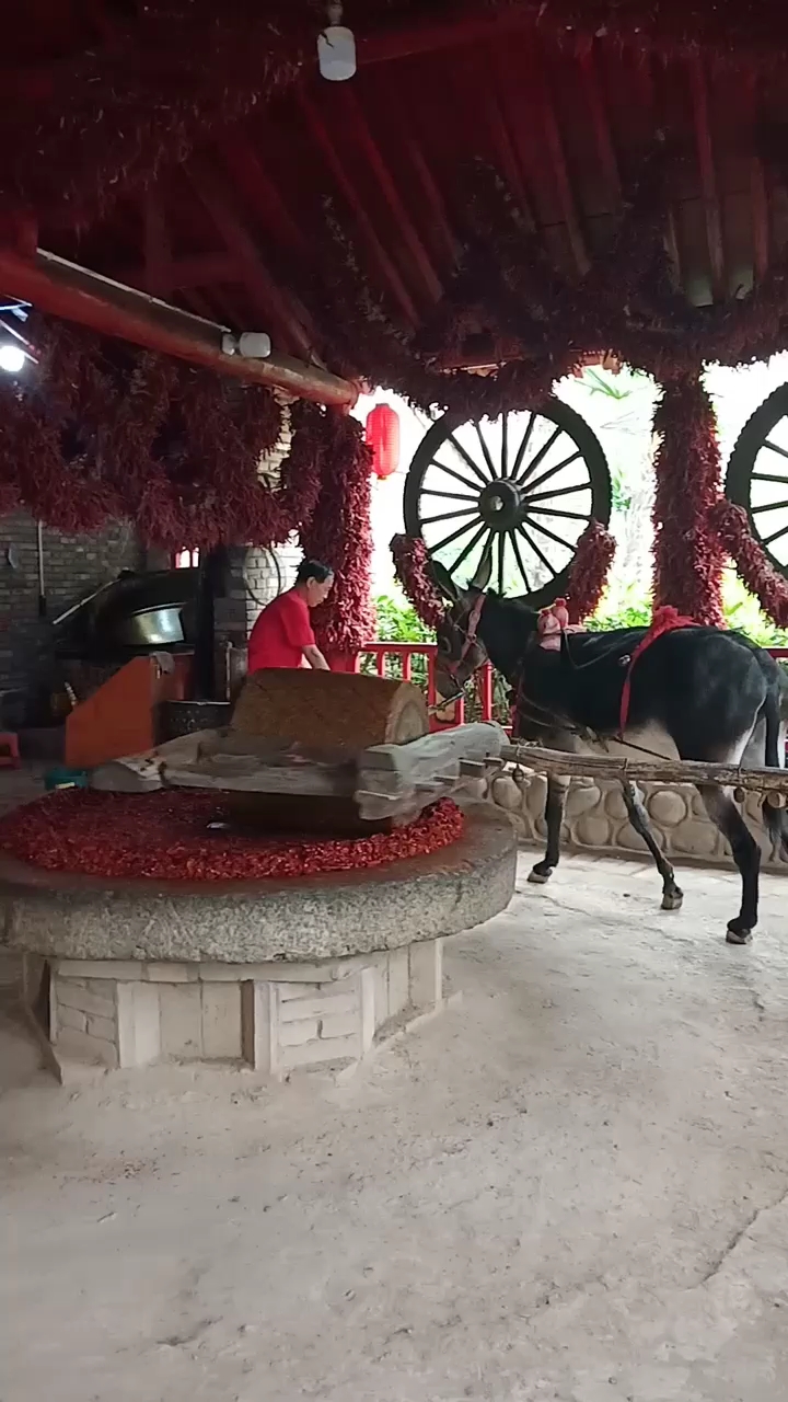 毛驴碾辣子,隔着屏幕都能闻到辣椒味.