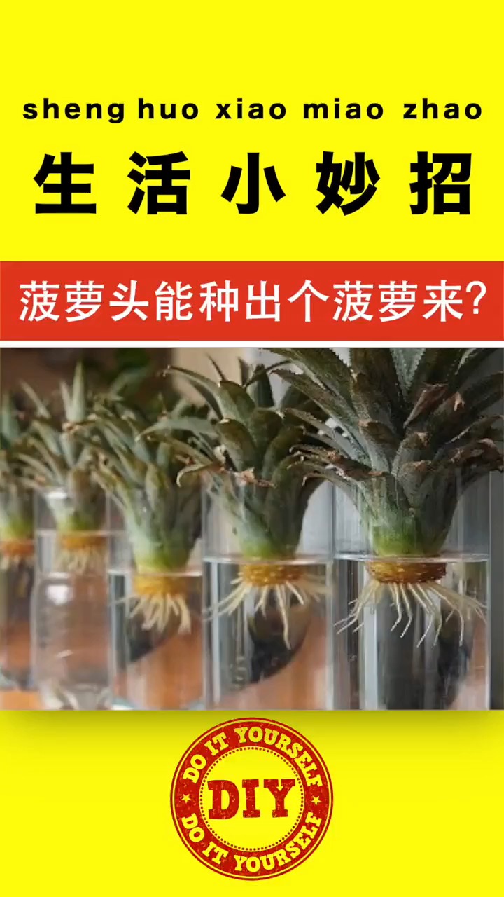 菠萝头能种出个菠萝来别傻了当然是真的种植水果种植生活小妙招