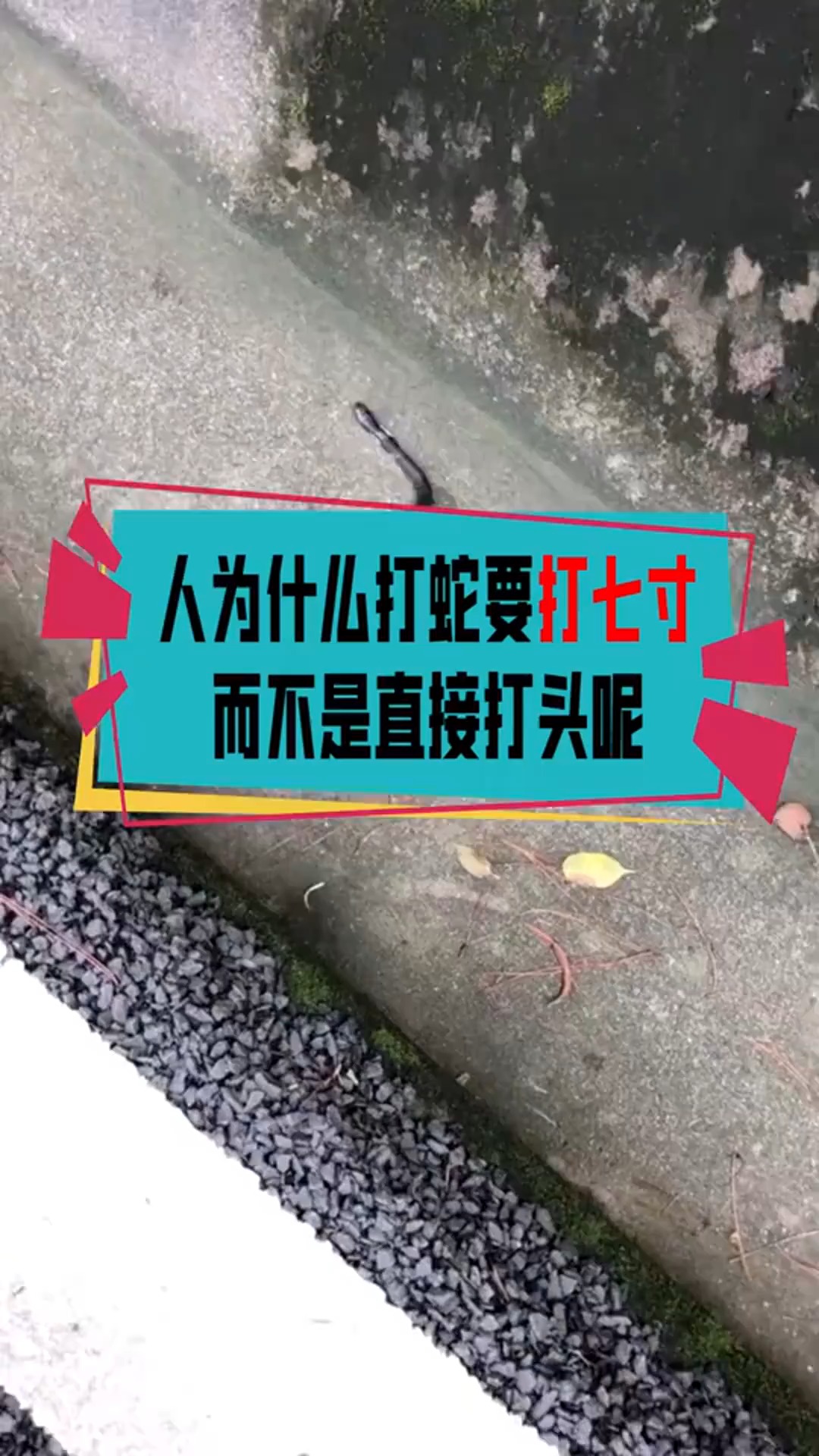 #奇闻趣事#人为什么说打蛇要打七寸,而不是直接打头呢?看完明白了 !