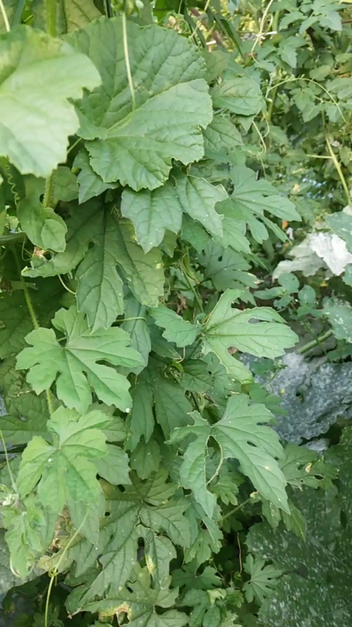 这苦瓜一颗秧结好几十个