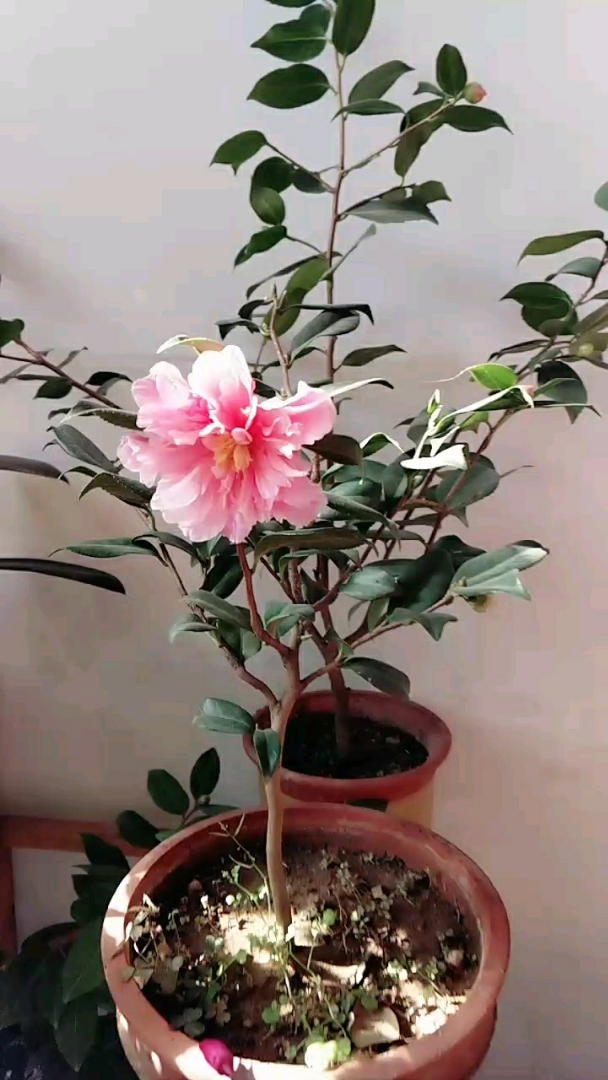 山路十八弯茶花