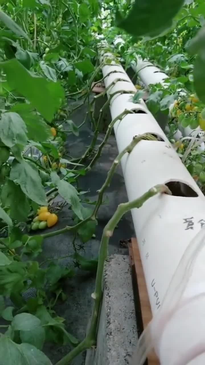 无土栽培圣女果,这种长法太逗了,笑死人!