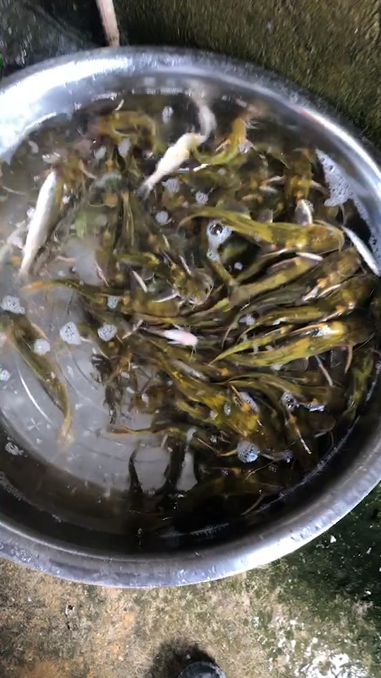 纯天然野生黄骨鱼,今天有美味吃