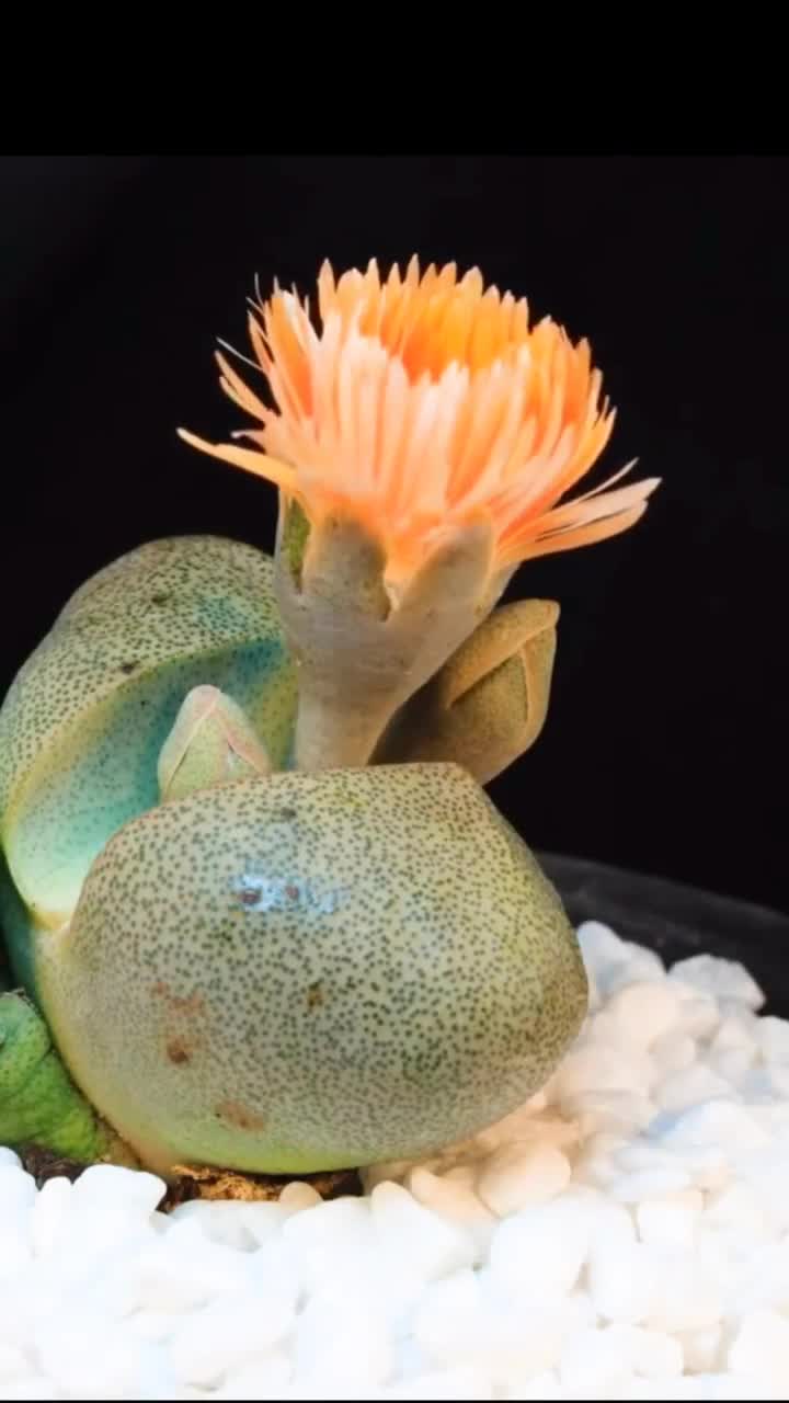 番杏科对叶花属的帝玉,象极了元宝.是不是要发了的节奏!多肉