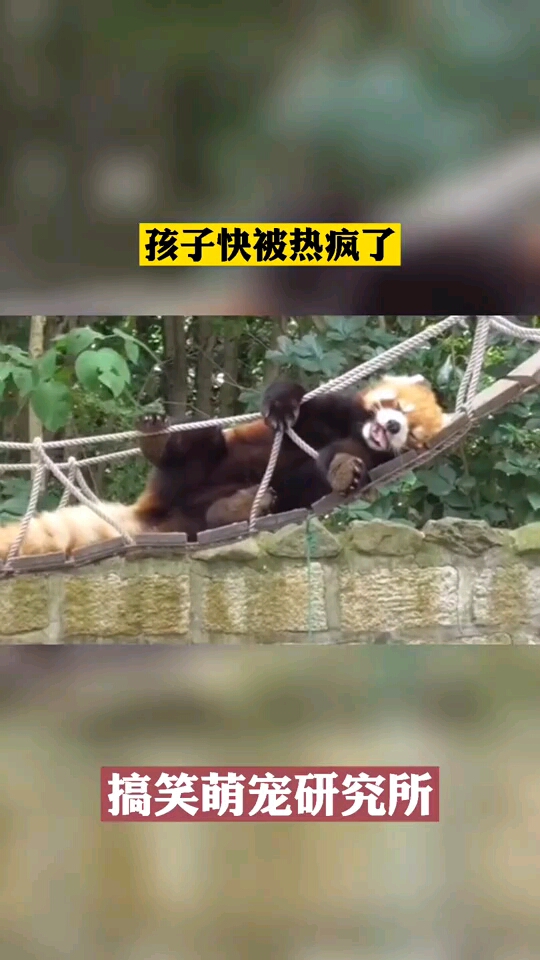 天气太热连小熊猫都受不了了