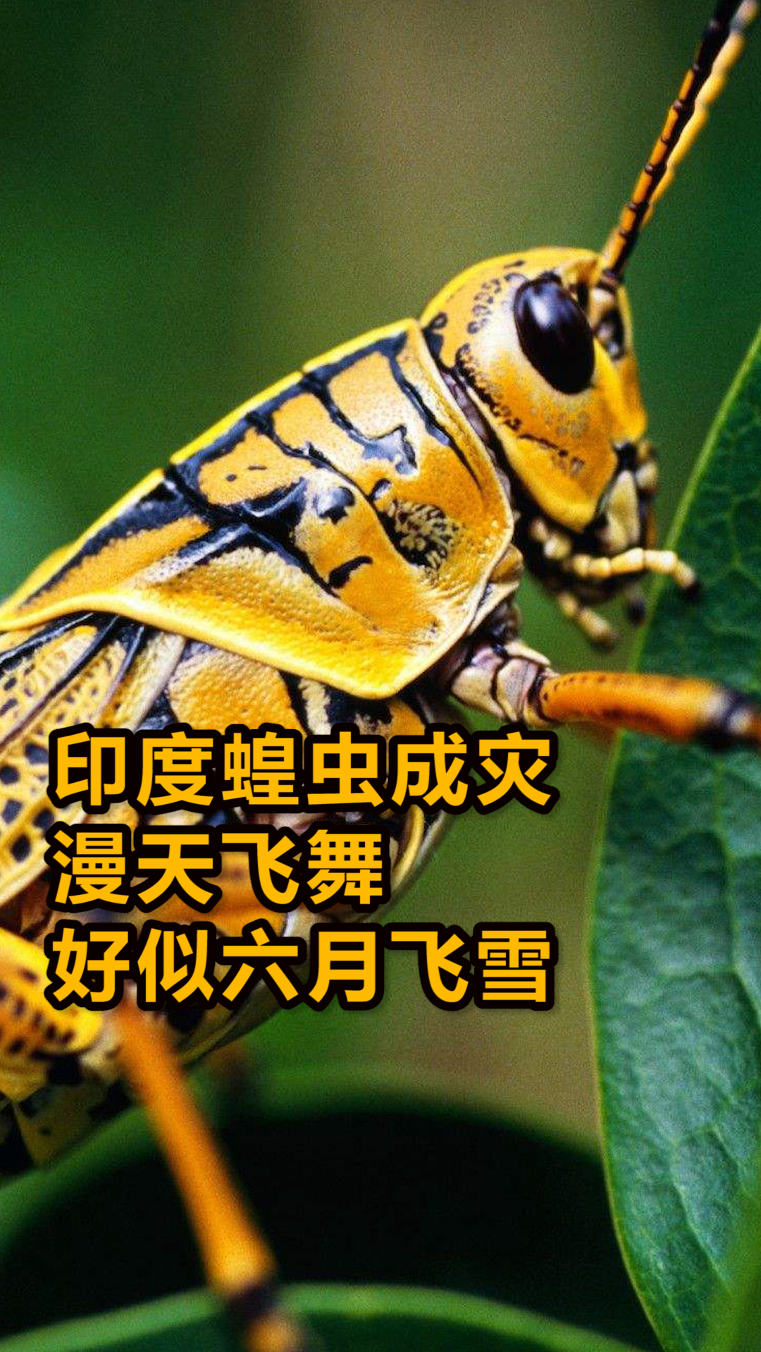 印度蝗虫成灾,漫天飞舞好似六月飞雪