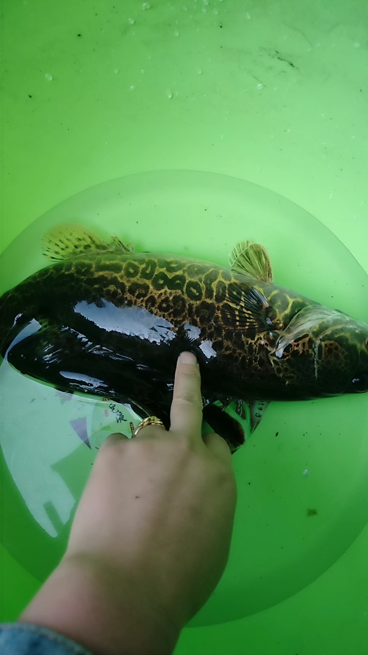 还没见过这么大的野生桂鱼