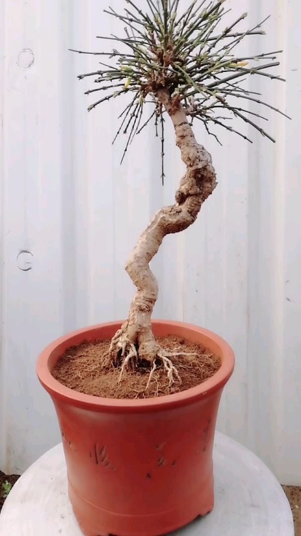 二十年虎蹄迎春,即将开花