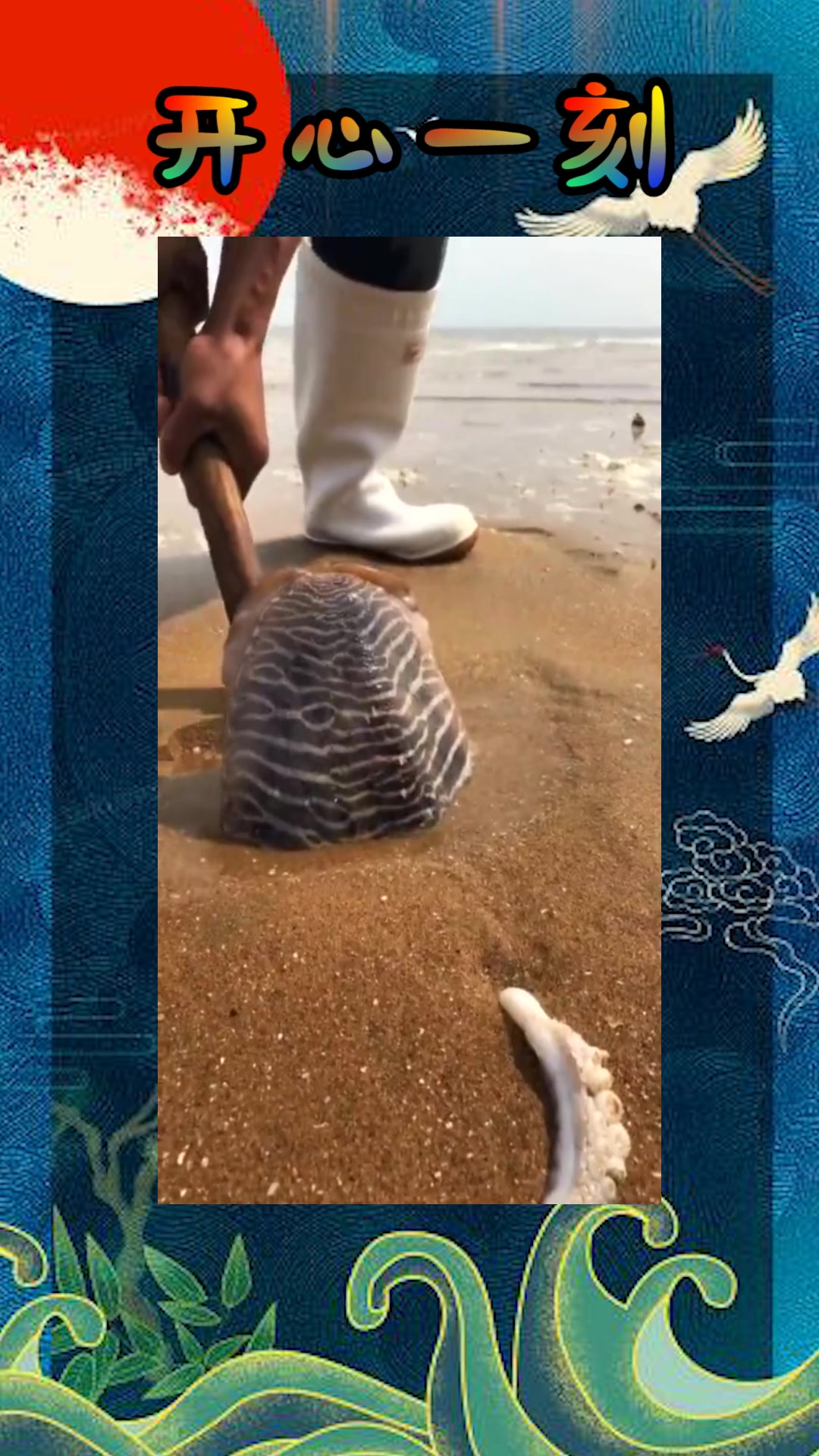 我要上热门#大哥沙滩赶海,抓到大墨鱼,太幸运了