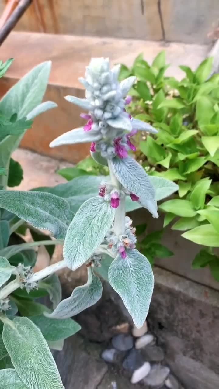 绵毛水苏,又名棉毛水苏,叶面全是毛茸茸的细毛