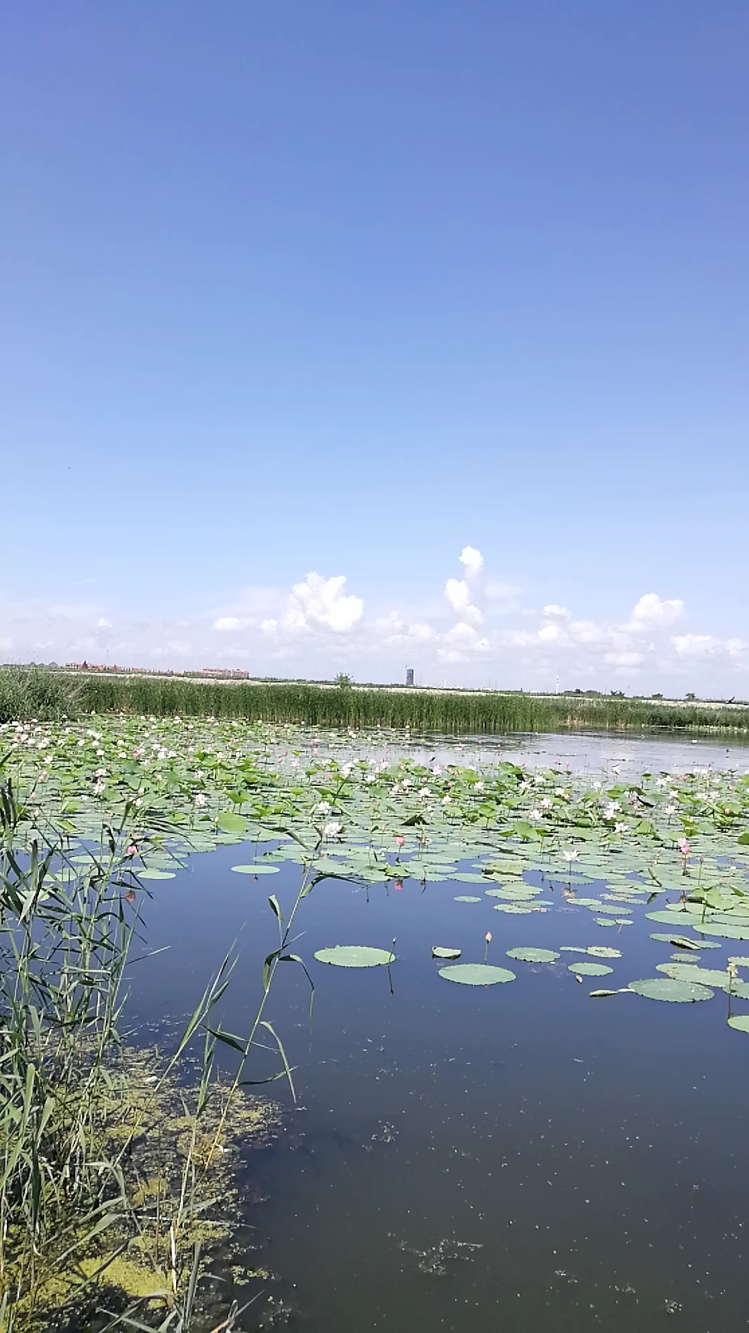 大庆龙凤湿地