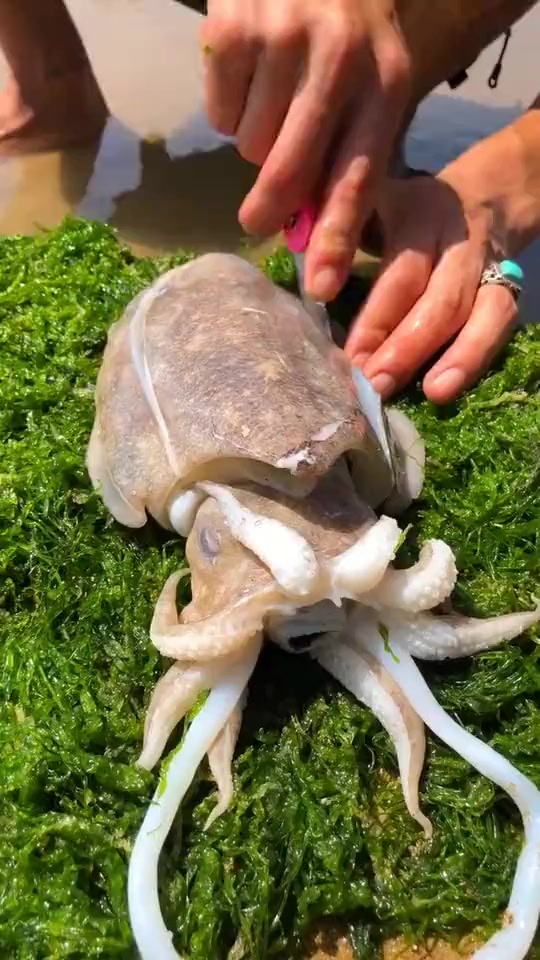 搞笑段子#大哥你这是单身多少年了,竟然对鱿鱼都产生幻想,太过分了!