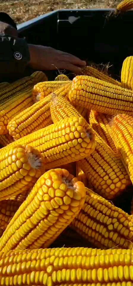 富尔931玉米出粮王亩产吨粮