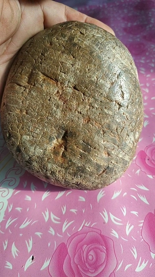 黑龙江树化玉