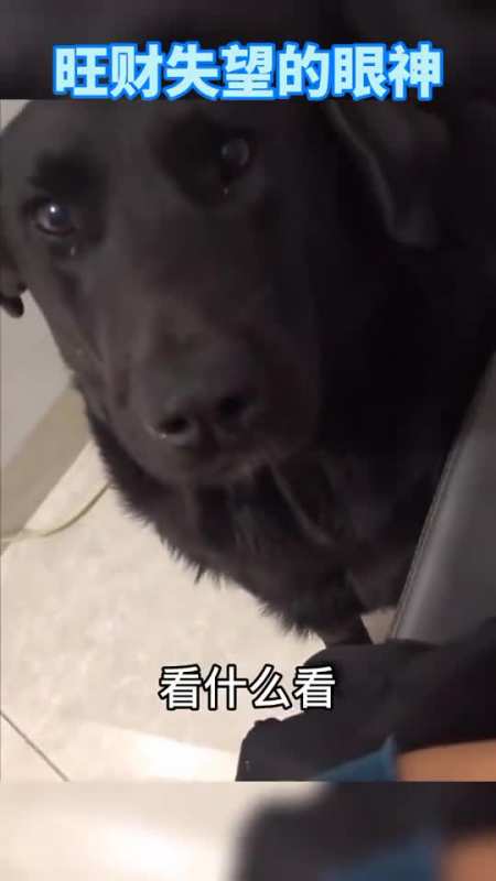 旺财被嫌弃后,伤心的眼神,无法用言语来表达