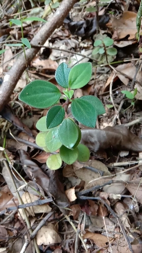 草药石蝉草