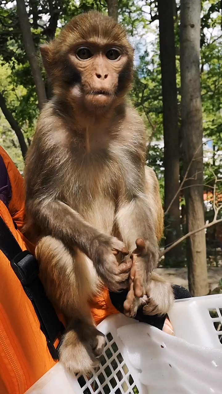 这只猴子的毛发最漂亮