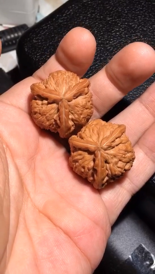 文玩核桃#迷你型白狮子三棱正奔-度小视