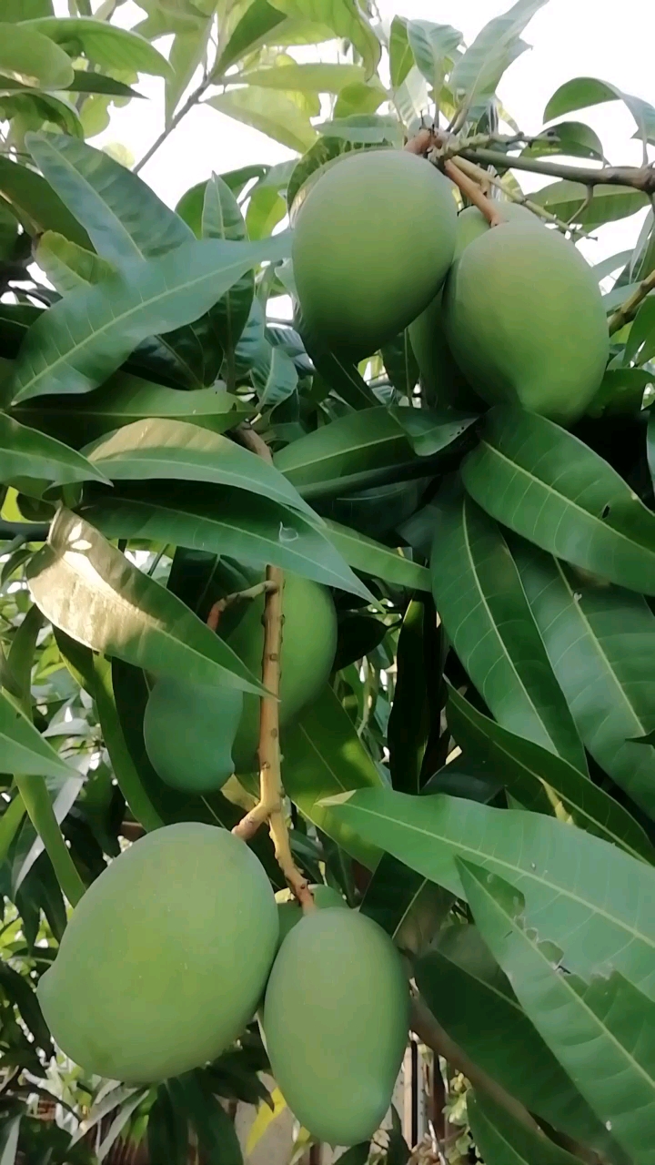 阳台种的芒果树结果了