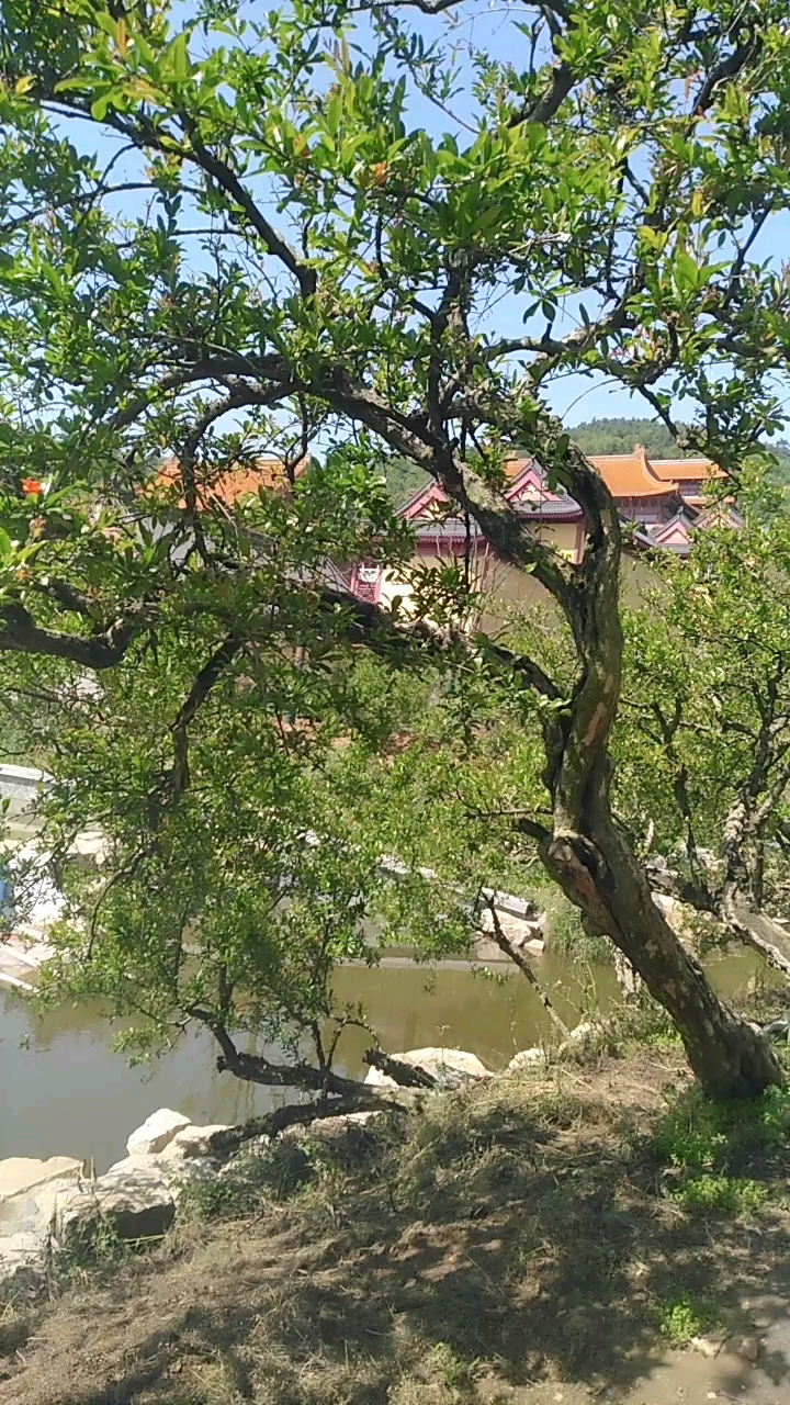 怀远西山,特产石榴树