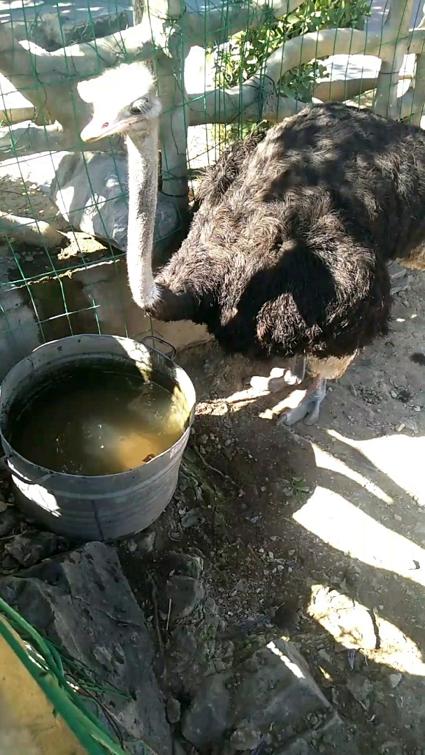 鸵鸟原来是这样,喝水的
