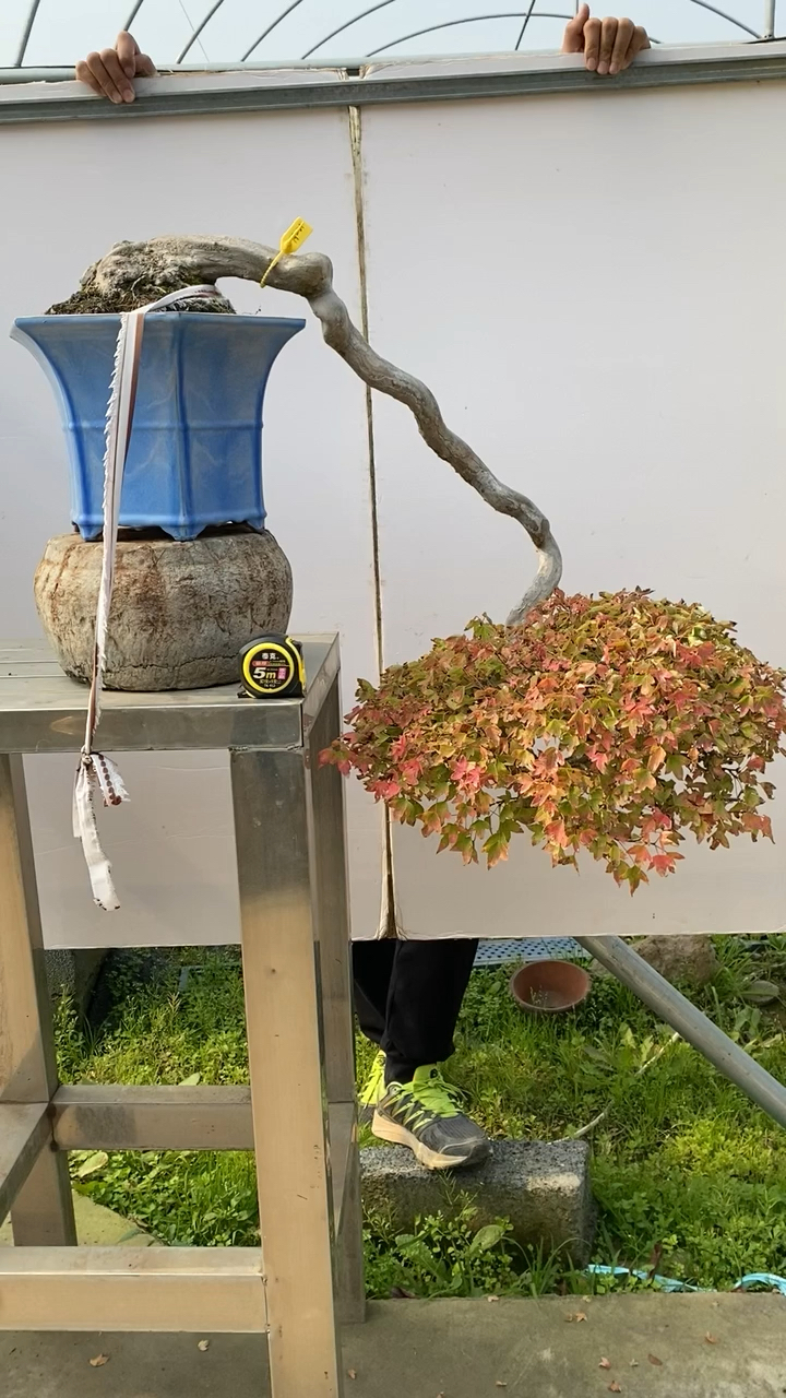 好一个倒挂金钟唐枫盆景