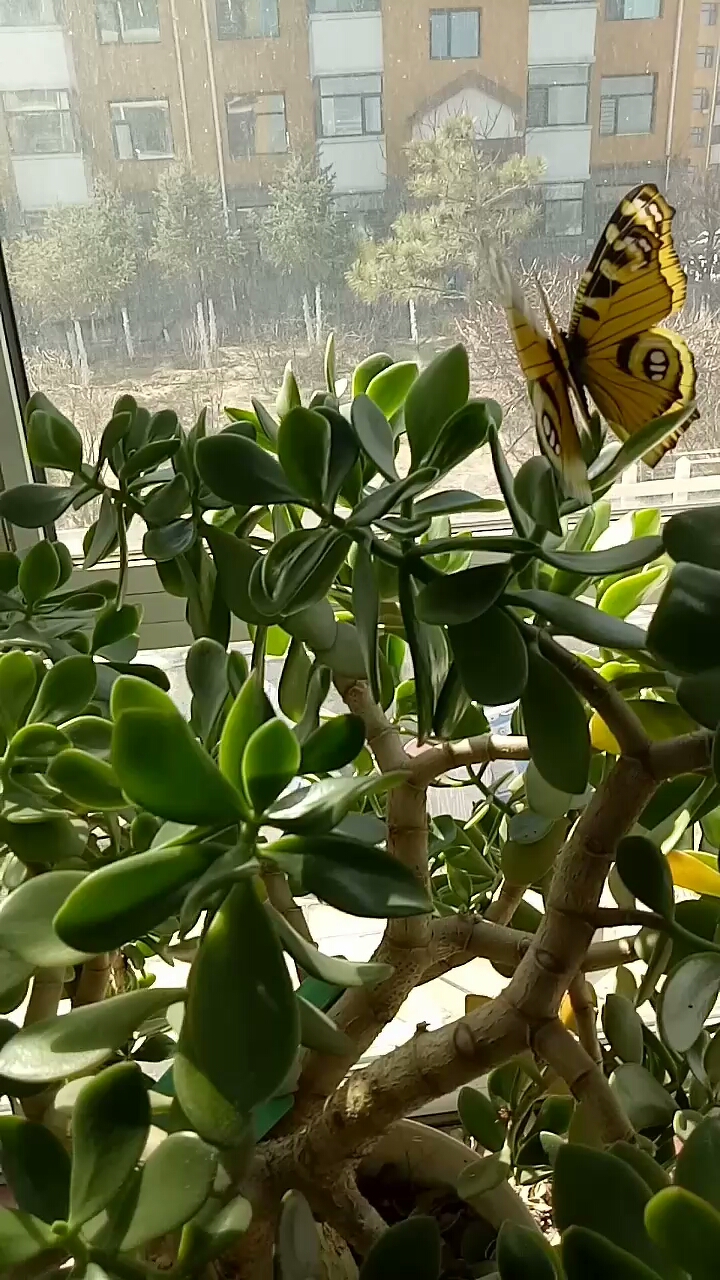 这颗玉树我了11年了就是不开花,谁知道告诉我谢谢你