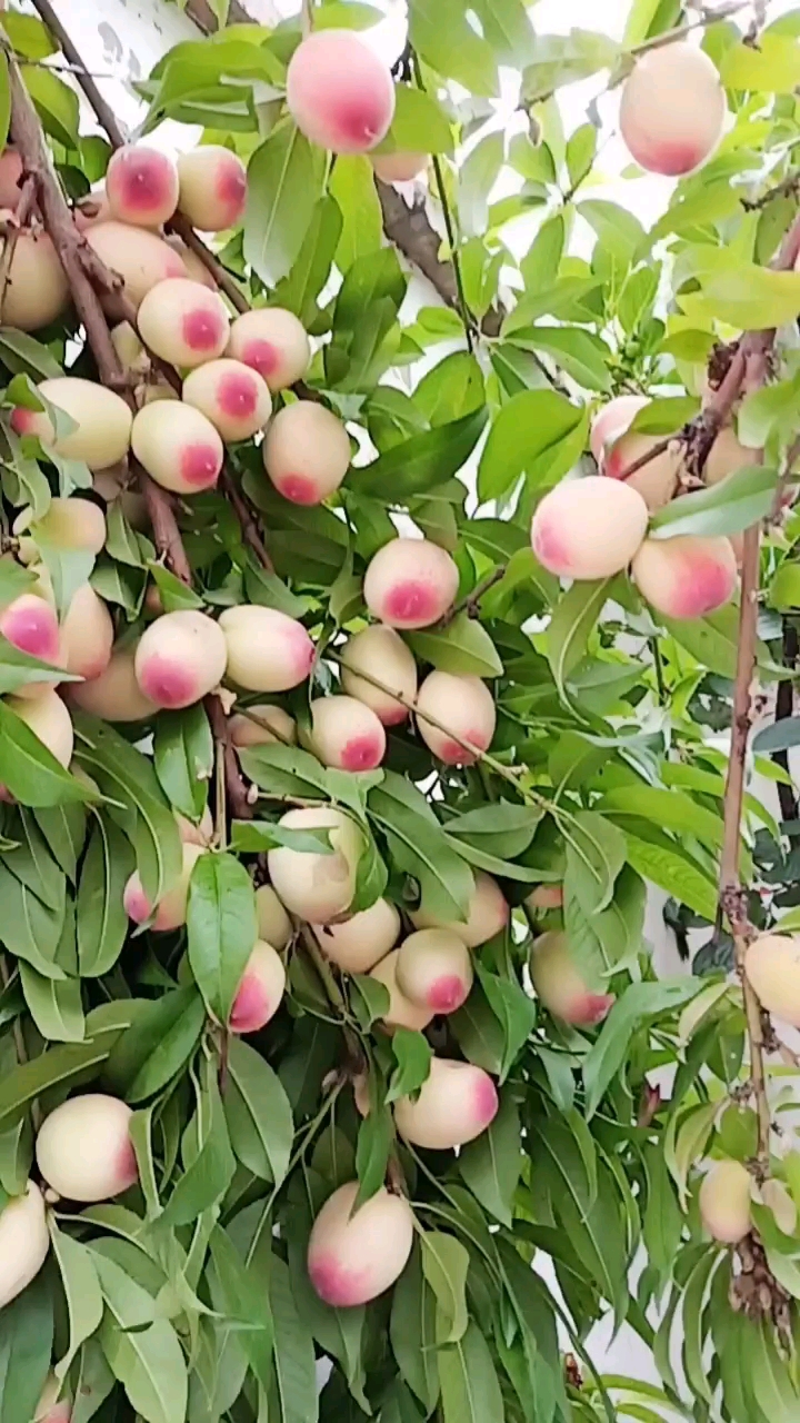 这就是五月仙桃,看着就流口水了