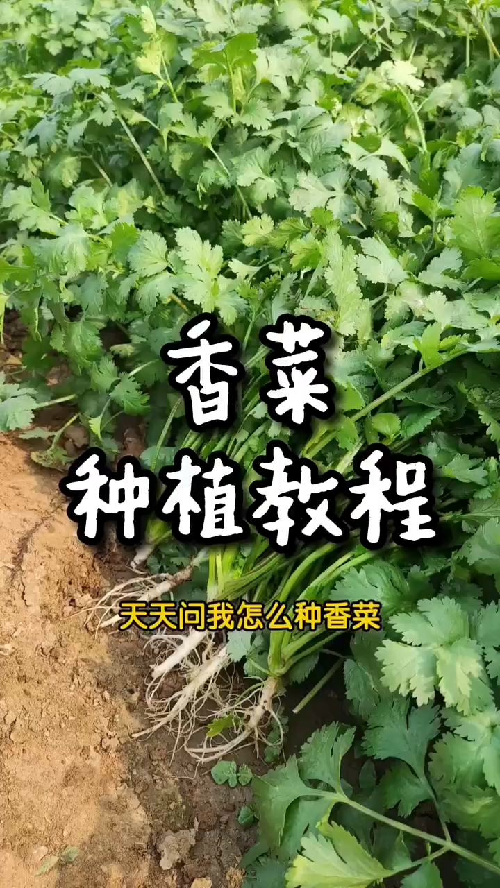 香菜怎么种