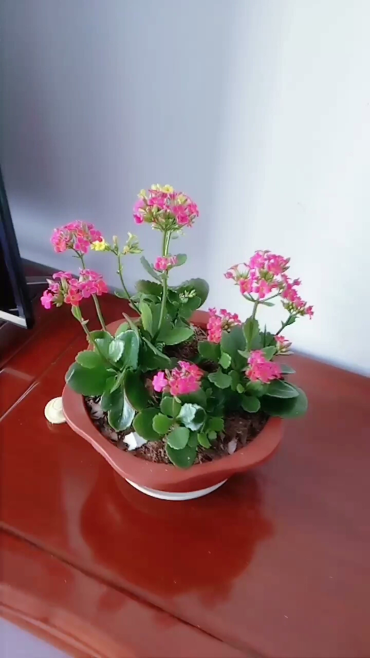 我养的长寿花好看吧!祝点赞的朋友长命百岁.