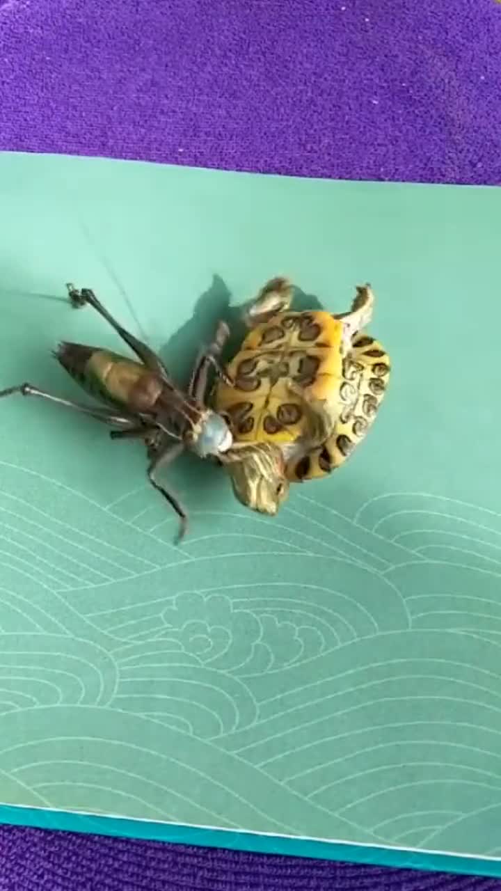 蝈蝈大战小乌龟,最后竟咬的它落荒而逃,真是厉害啊!