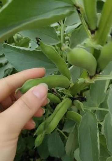 几天没来看你们,我的蚕豆基本上全都挺着大肚子,这是谁干的?