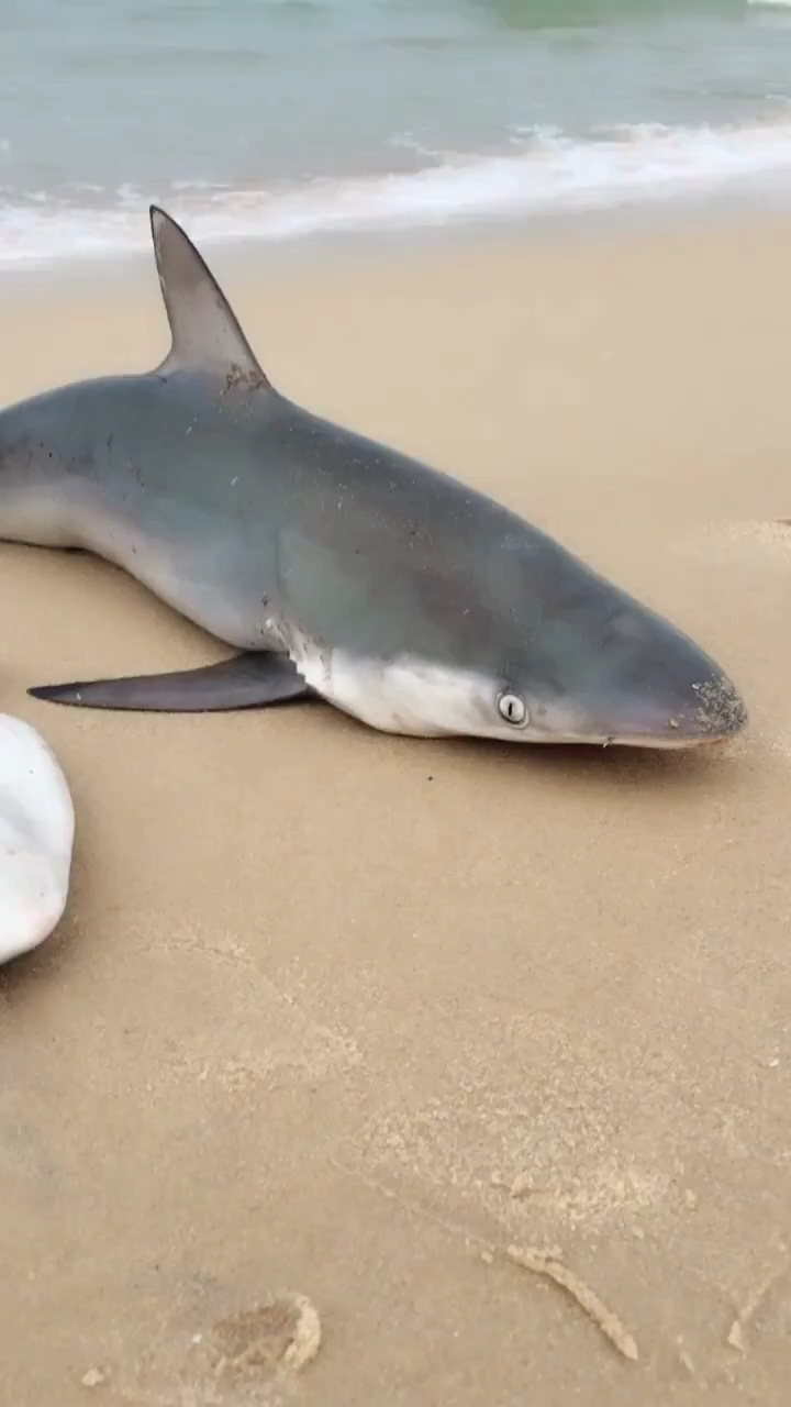 海边搁浅的鲨鱼