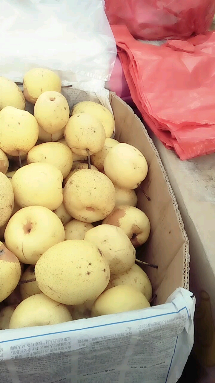 走过路过不要错过,正宗原平同川酥梨