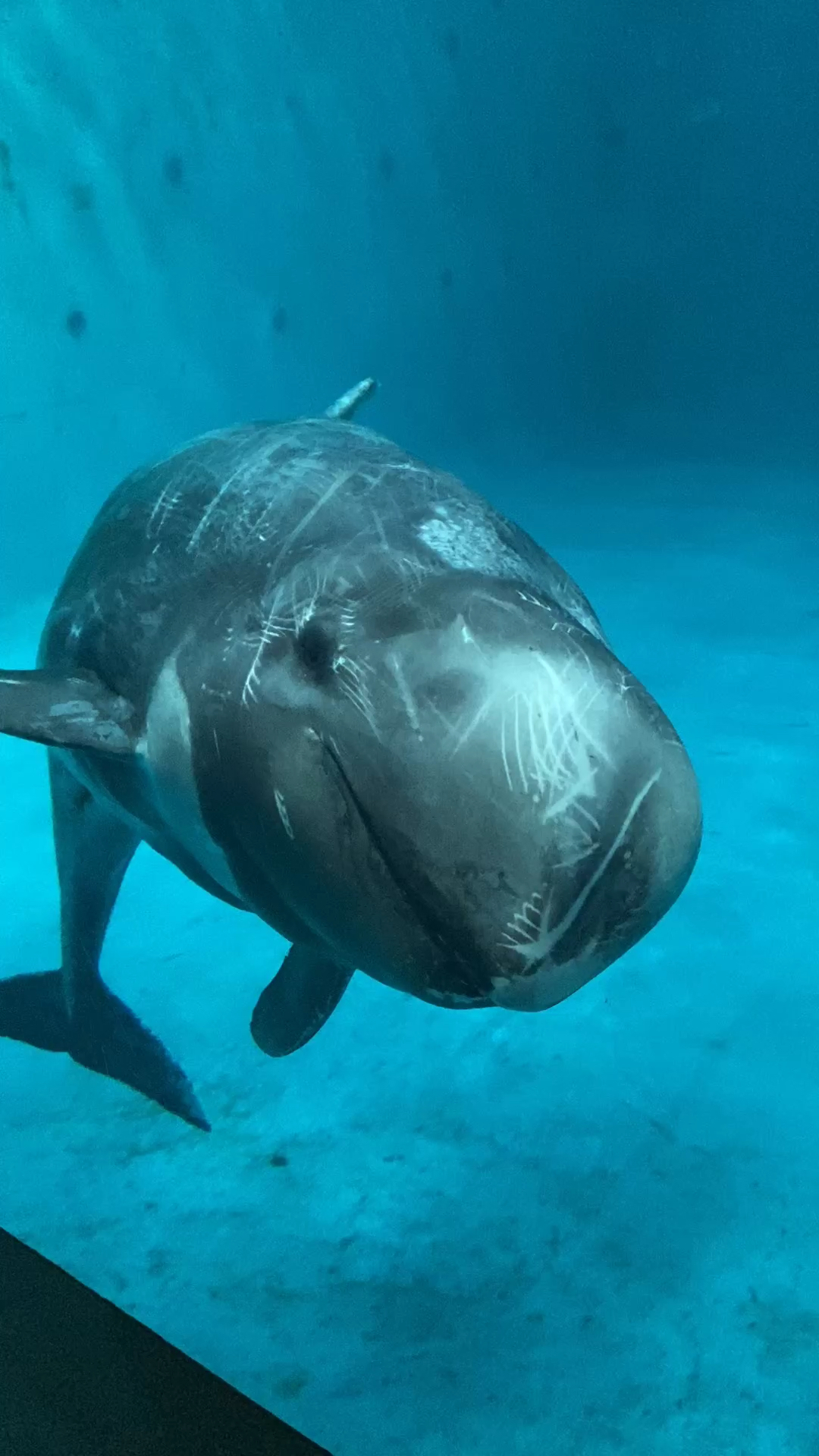 七月#花鲸宝宝上线啦