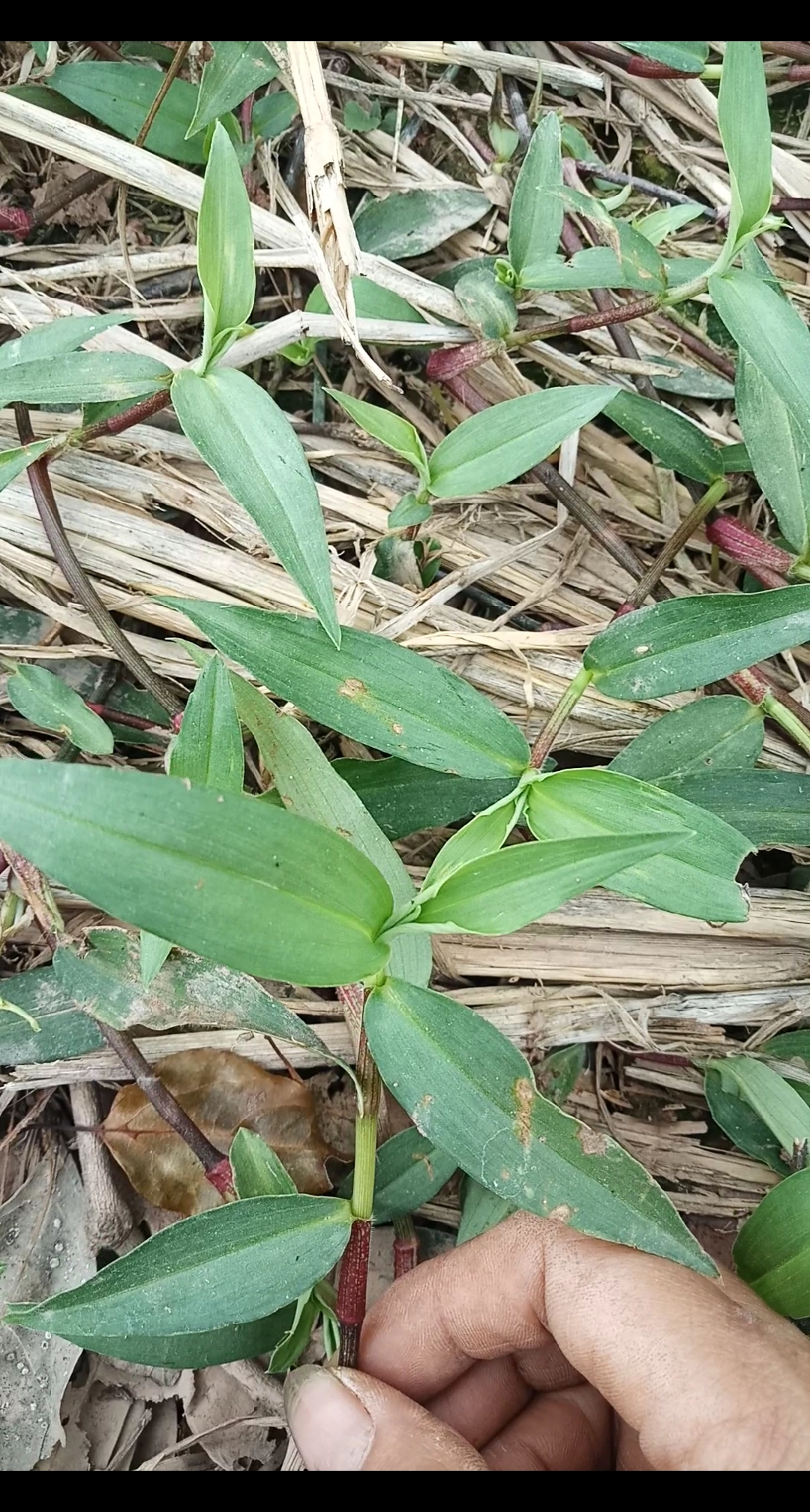 乡村生活#田间地头最常见的野草:竹壳菜,学名:鸭跖草,能清热解毒