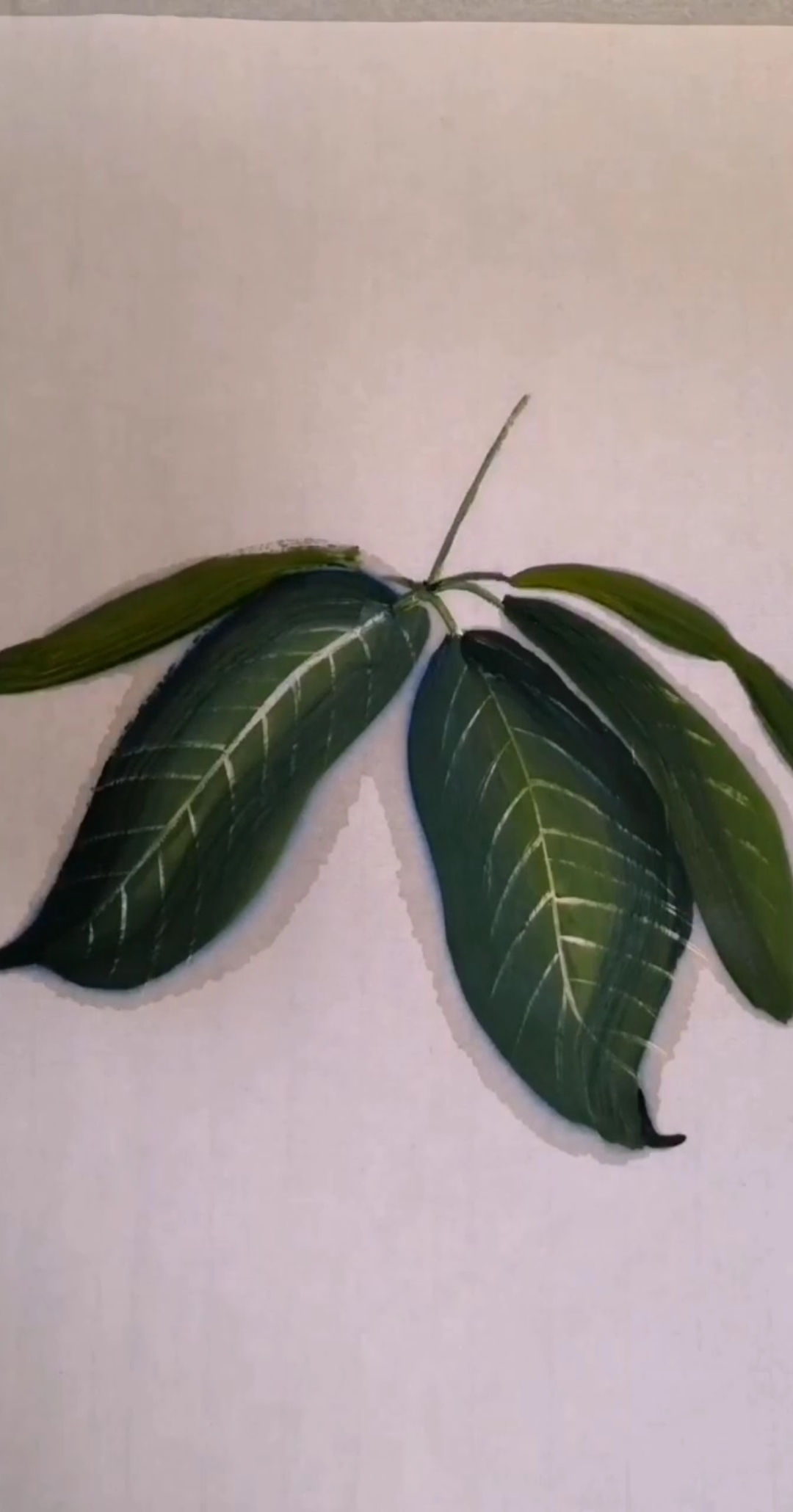 画画原来如此简单#画树叶,简单好看@全民小助手