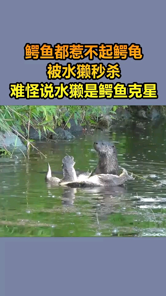 在水里非常凶猛的鳄龟却被水獭捕获了
