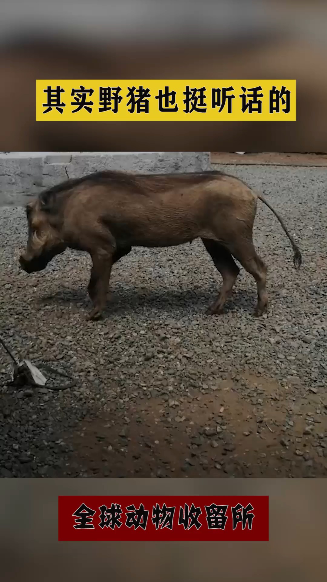 搞笑萌宠其实野猪也挺听话的