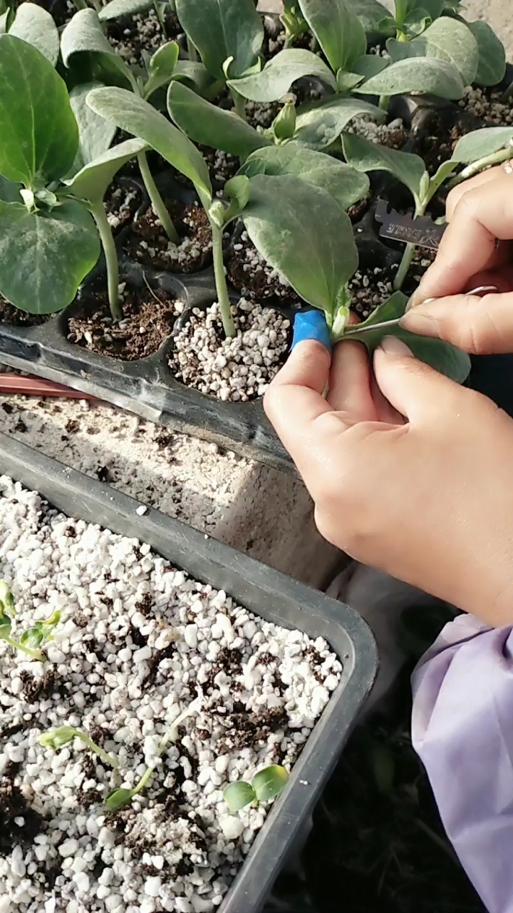 插接黄瓜技术教大家